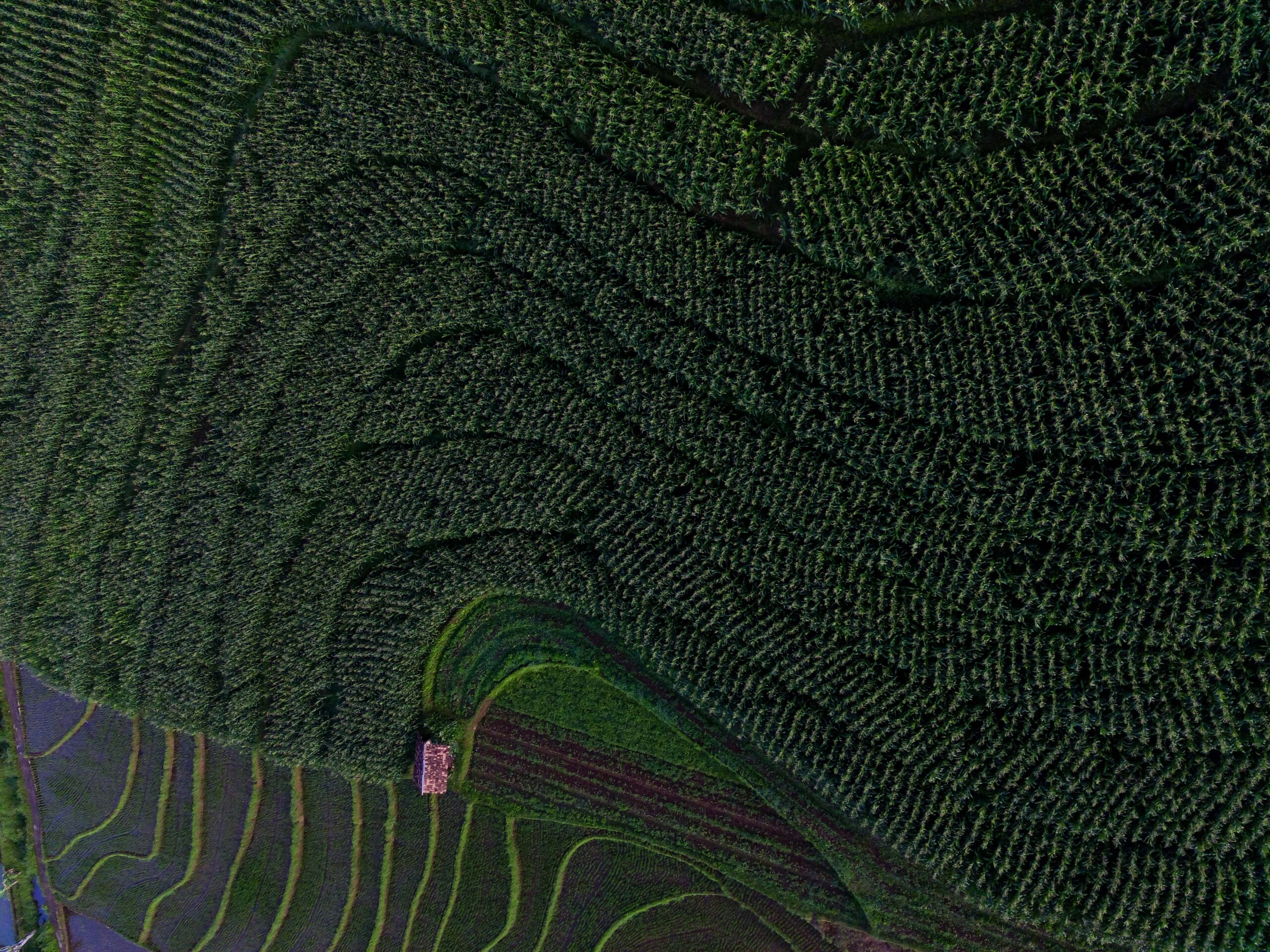 Beautiful morning view indonesia panorama landscape paddy fields with beauty color and sky natural light